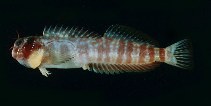 To FishBase images (<i>Entomacrodus macrospilus</i>, Marquesas Is., by Randall, J.E.)