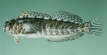 To FishBase images (<i>Entomacrodus marmoratus</i>, Hawaii, by Randall, J.E.)