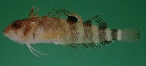 To FishBase images (<i>Enneapterygius melanospilus</i>, Oman, by Randall, J.E.)
