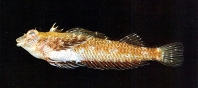 To FishBase images (<i>Enneapterygius minutus</i>, Chinese Taipei, by Shao, K.T.)