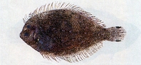To FishBase images (<i>Engyprosopon multisquama</i>, Chinese Taipei, by Shao, K.T.)