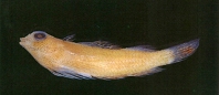 To FishBase images (<i>Enneapterygius nanus</i>, Chinese Taipei, by Shao, K.T.)