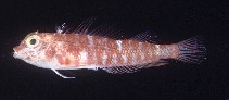To FishBase images (<i>Enneapterygius niger</i>, New Caledonia, by Randall, J.E.)
