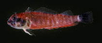 To FishBase images (<i>Enneapterygius nigricauda</i>, Marshall Is., by Randall, J.E.)