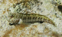 To FishBase images (<i>Entomacrodus nigricans</i>, Bahamas, by Johnson, L.)