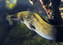 Image of Enchelycore nigricans (Viper moray)