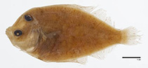 To FishBase images (<i>Bothus obliquioculatus</i>, Philippines, by Sandra J. Raredon / Smithsonian Institution, NMNH, Div. of Fishes)