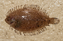 To FishBase images (<i>Engyprosopon osculus</i>, Australia, by Dowling, C.)