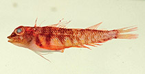 To FishBase images (<i>Enneapterygius paucifasciatus</i>, New Caledonia, by MNHN)