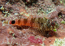 To FishBase images (<i>Enneanectes pectoralis</i>, Bahamas, by Johnson, L.)