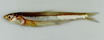 To FishBase images (<i>Encrasicholina punctifer</i>, Oman, by Hermosa, Jr., G.V.)