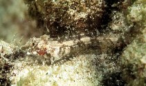 To FishBase images (<i>Enneapterygius pusillus</i>, Oman, by Randall, J.E.)