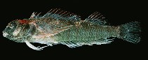 To FishBase images (<i>Enneapterygius randalli</i>, French Polynesia, by Randall, J.E.)
