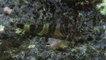 To FishBase images (<i>Enneapterygius rhabdotus</i>, Marquesas Is., by Randall, J.E.)