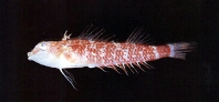 To FishBase images (<i>Enneapterygius rubicauda</i>, Chinese Taipei, by Shao, K.T.)