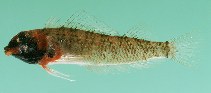 To FishBase images (<i>Enneapterygius rufopileus</i>, Norfolk I., by Randall, J.E.)