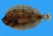 To FishBase images (<i>Engyophrys sanctilaurentii</i>, Panama, by Robertson, R.)