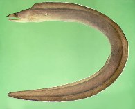 Image of Enchelycore schismatorhynchus (White-margined moray)