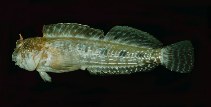 To FishBase images (<i>Entomacrodus sealei</i>, Japan, by Randall, J.E.)