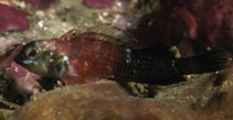 To FishBase images (<i>Enneapterygius similis</i>, Indonesia, by Randall, J.E.)