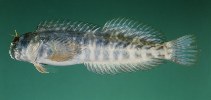 To FishBase images (<i>Entomacrodus longicirrus</i>, Thailand, by Randall, J.E.)