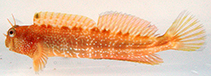 To FishBase images (<i>Entomacrodus stellifer</i>, Japan, by Shiina, M.)
