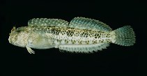 To FishBase images (<i>Entomacrodus striatus</i>, Japan, by Randall, J.E.)