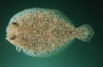 To FishBase images (<i>Engyprosopon xenandrus</i>, Hawaii, by Randall, J.E.)