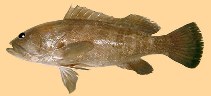 To FishBase images (<i>Epinephelus aeneus</i>, Morocco, by Dammous, S.)