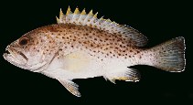 To FishBase images (<i>Epinephelus albomarginatus</i>, South Africa, by Randall, J.E.)