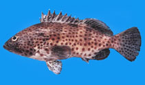To FishBase images (<i>Epinephelus analogus</i>, Panama, by Robertson, R.)