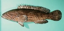 To FishBase images (<i>Epinephelus andersoni</i>, South Africa, by Randall, J.E.)