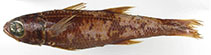 To FishBase images (<i>Epigonus angustifrons</i>, by Okamoto, M.)
