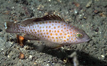 Image of Epinephelus areolatus (Areolate grouper)