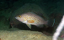 To FishBase images (<i>Epinephelus areolatus</i>, Hong Kong, by Gomen See@114°E Hong Kong Reef Fish Survey)
