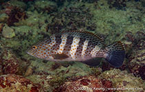 Image of Epinephelus bleekeri (Duskytail grouper)
