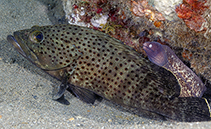 To FishBase images (<i>Epinephelus bontoides</i>, Philippines, by Greenfield, J.)