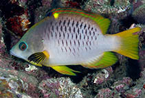 To FishBase images (<i>Epibulus brevis</i>, Indonesia, by Greenfield, J.)
