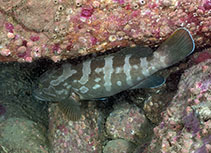 To FishBase images (<i>Epinephelus moara</i>, Hong Kong, by Yiu Wai Hong@114°E Hong Kong Reef Fish Survey)