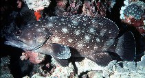 To FishBase images (<i>Epinephelus caeruleopunctatus</i>, Maldives, by Randall, J.E.)