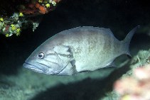 To FishBase images (<i>Epinephelus caninus</i>, Spain, by Patzner, R.)