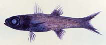 To FishBase images (<i>Epigonus cavaticus</i>, Palau, by Okamoto, M.)
