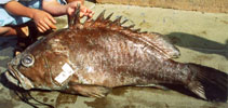 To FishBase images (<i>Epinephelus cifuentesi</i>, Mexico, by IGFA)