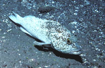 To FishBase images (<i>Epinephelus clippertonensis</i>, Mexico, by Gotshall, D.W.)