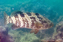 To FishBase images (<i>Epinephelus coioides</i>, Hong Kong, by Kamy Yeung@114°E Hong Kong Reef Fish Survey)