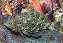 To FishBase images (<i>Epinephelus corallicola</i>, Indonesia, by Allen, G.R.)