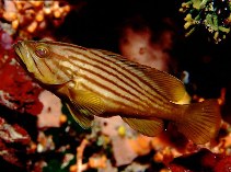 Image of Epinephelus costae (Goldblotch grouper)