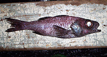 To FishBase images (<i>Epigonus crassicaudus</i>, Chile, by Reyes, P.)