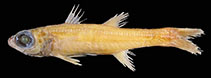 To FishBase images (<i>Epigonus ctenolepis</i>, by Okamoto, M.)