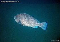 To FishBase images (<i>Epinephelus cyanopodus</i>, Australia, by Banks, I.)